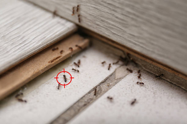 Best Spider Control Near Me  in Saunders Lake, OR