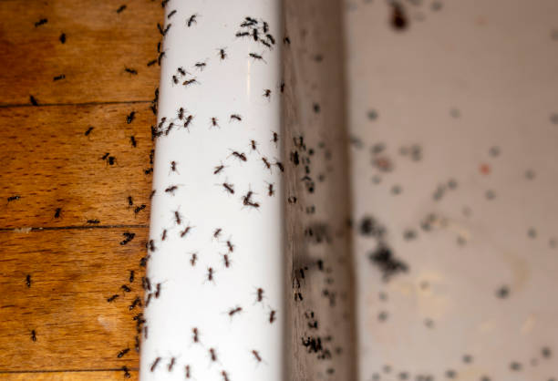 Best Pest Prevention Services  in Saunders Lake, OR