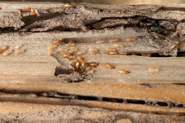 Best Affordable Pest Control Services  in Saunders Lake, OR